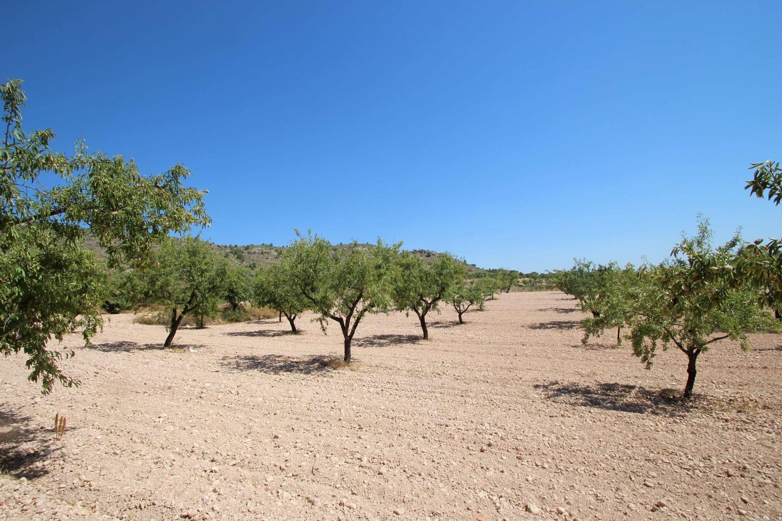 Resale - 3 Bedroom 1 Bathroom Country house in Yecla - - Murcia Resale - 3 Bedroom 1 Bathroom Country house in Yecla - - Murcia