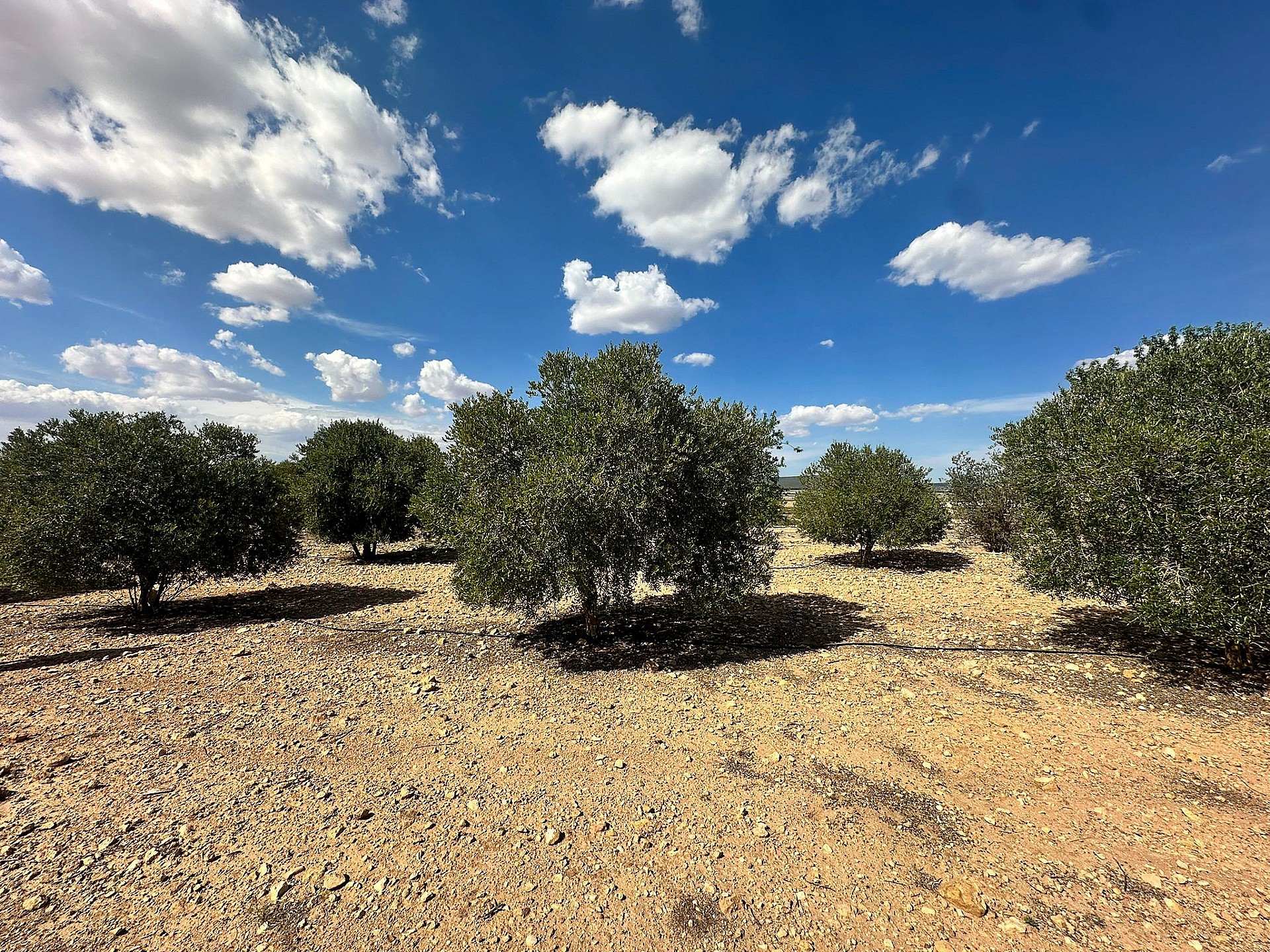Resale - Land in Yecla - - Murcia Resale - Land in Yecla - - Murcia