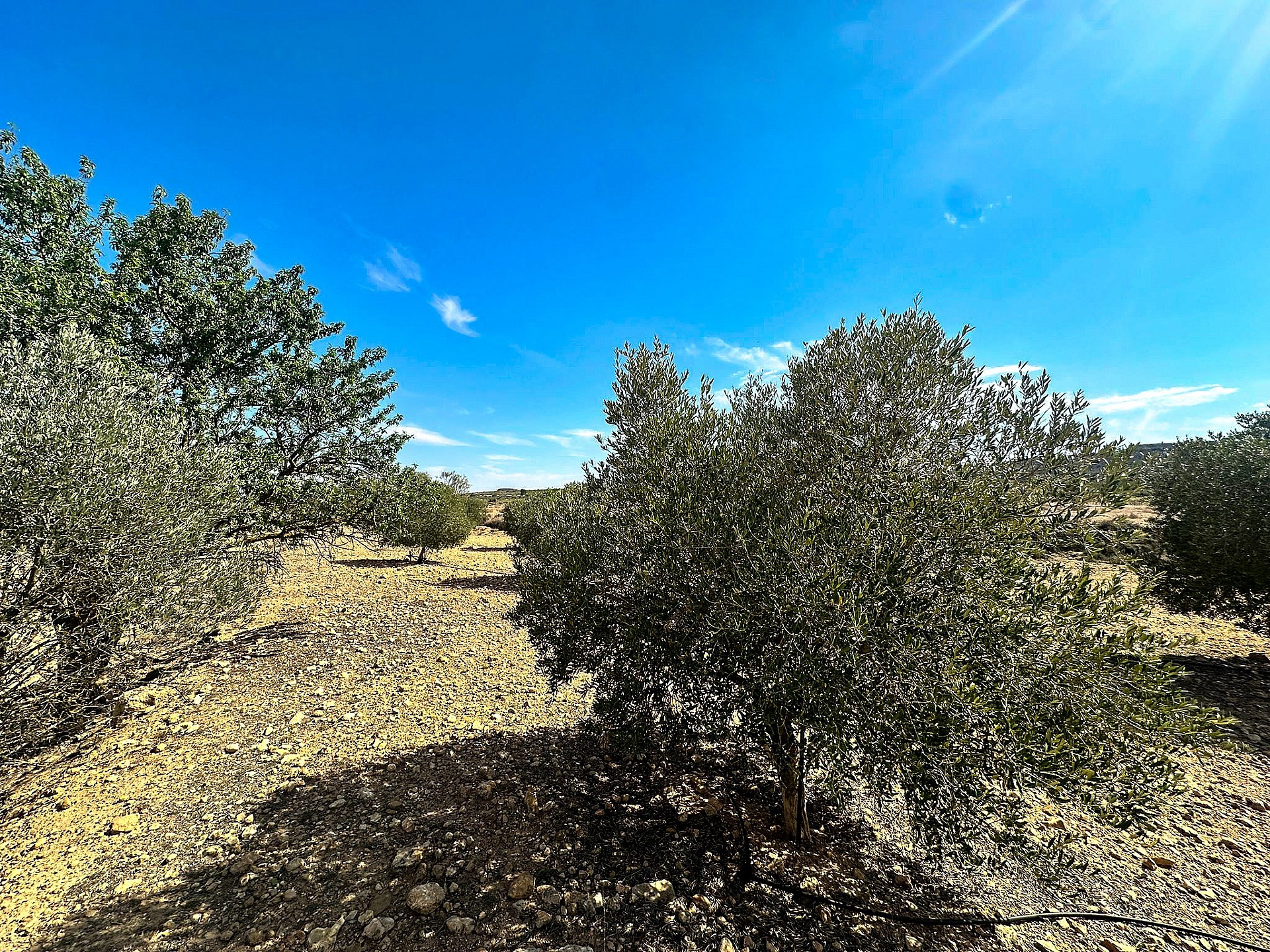 Resale - Land in Yecla - - Murcia Resale - Land in Yecla - - Murcia