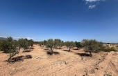 3-8033/2979, Land in Pinoso