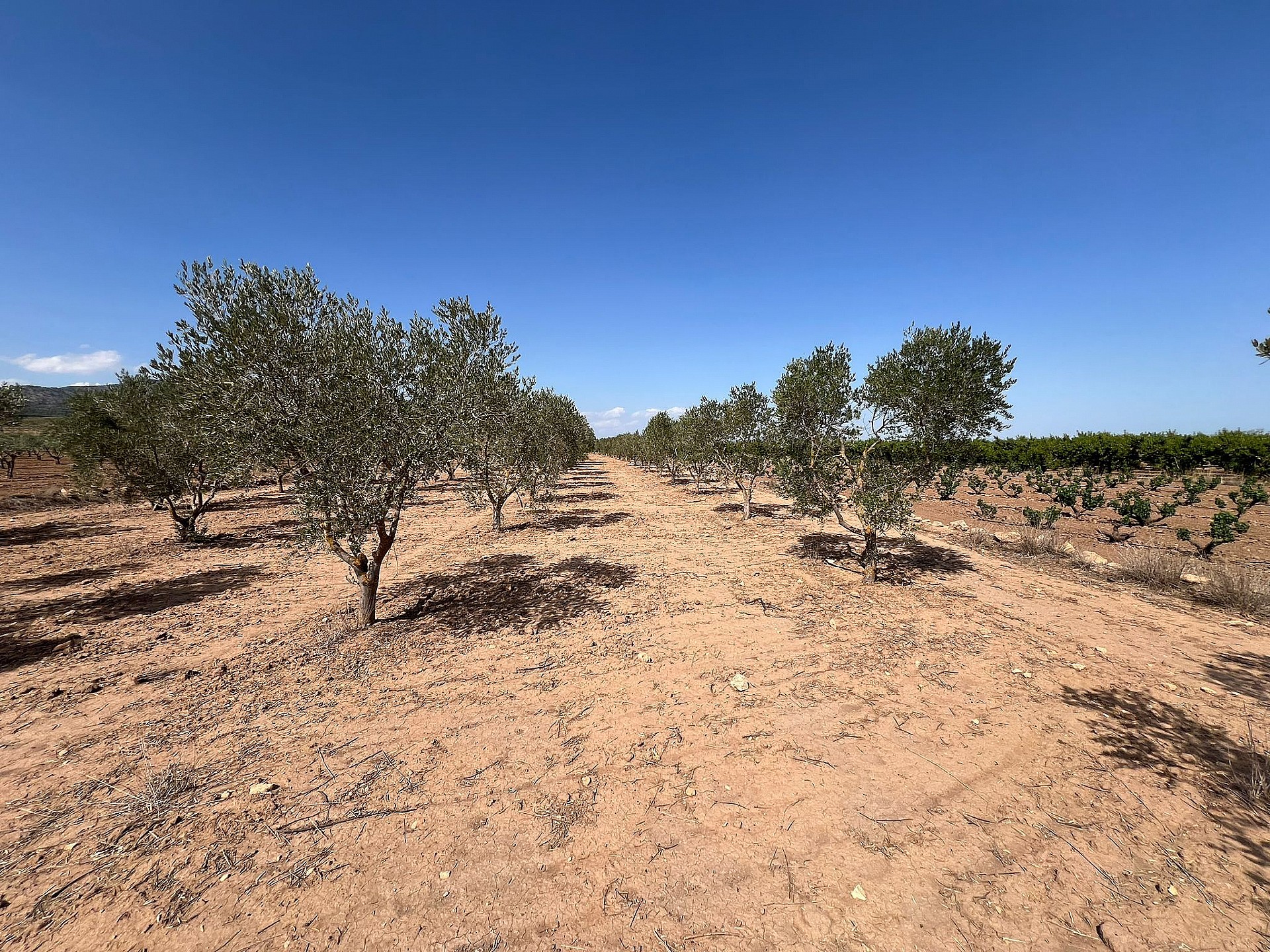 Resale - Land in Pinoso - - Alicante Resale - Land in Pinoso - - Alicante