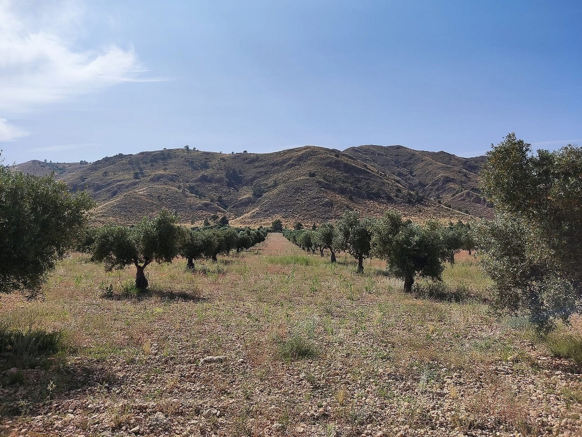 Resale - 5 Bedroom 1 Bathroom Country house in Yecla - - Murcia Resale - 5 Bedroom 1 Bathroom Country house in Yecla - - Murcia