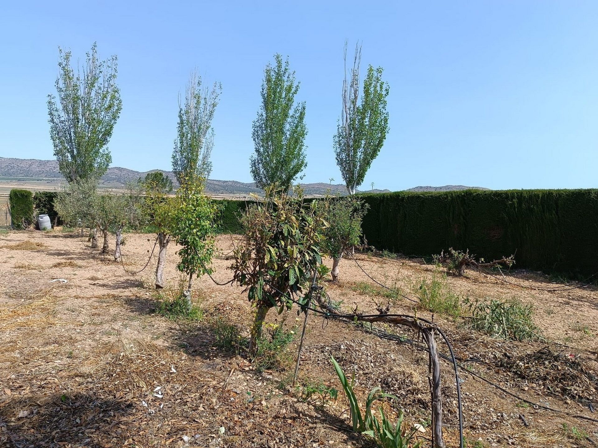 Resale - 4 Bedroom 1 Bathroom Villa in Yecla - - Murcia Resale - 4 Bedroom 1 Bathroom Villa in Yecla - - Murcia
