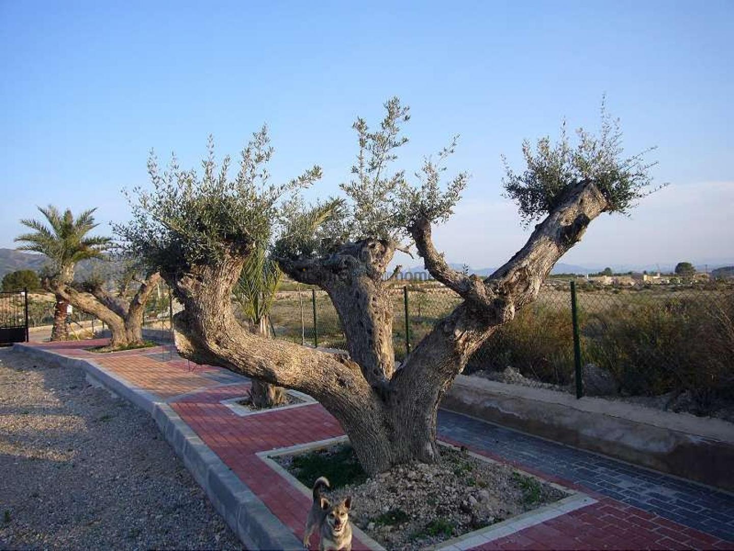 Resale - 3 Bedroom 3 Bathroom Villa in Abanilla -  - Murcia