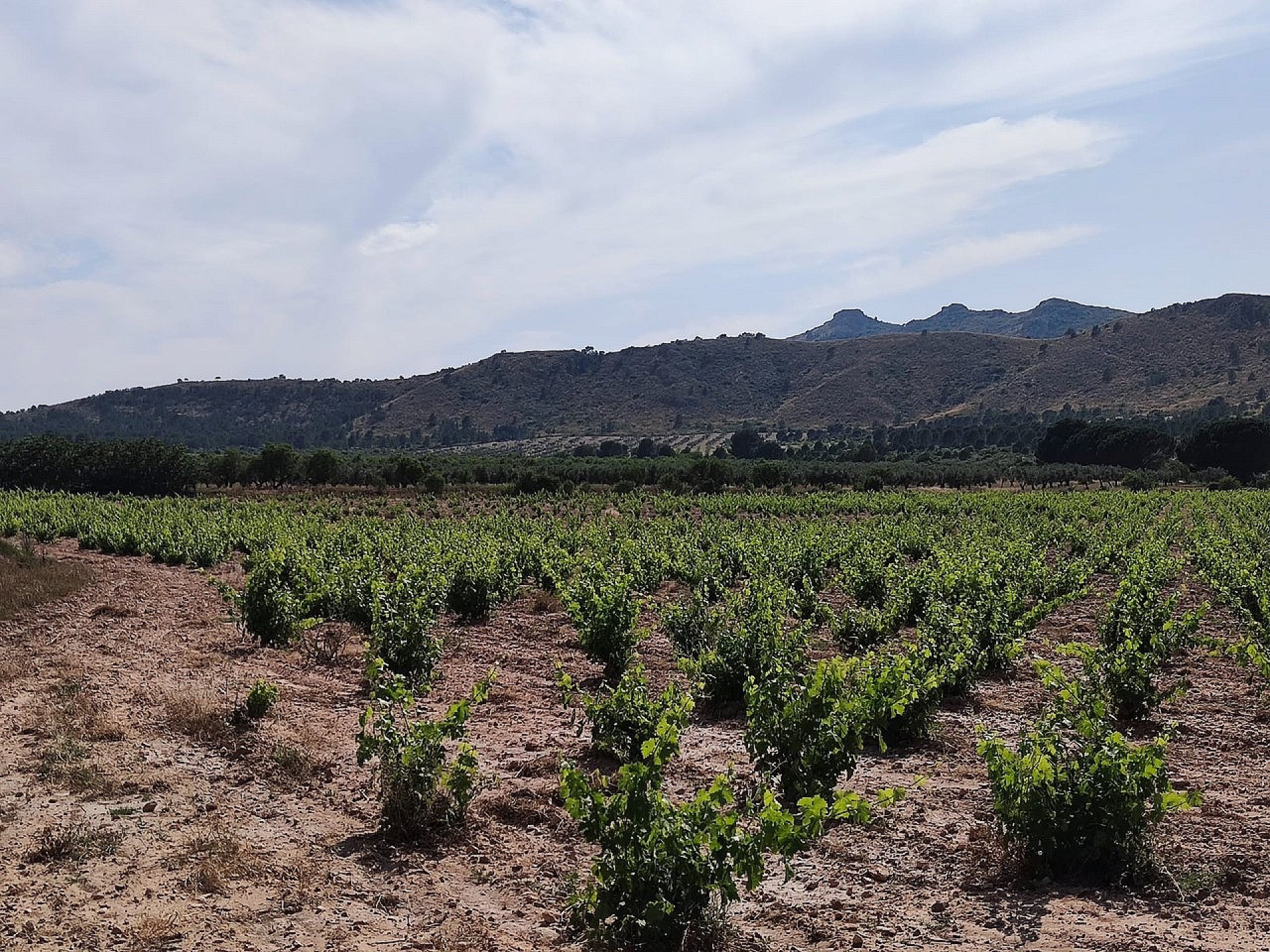 Sold - 5 Bedroom 1 Bathroom Country house in Yecla -  - Murcia