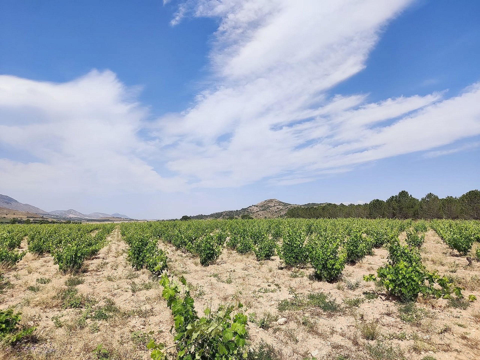 Sold - 5 Bedroom 1 Bathroom Country house in Yecla -  - Murcia