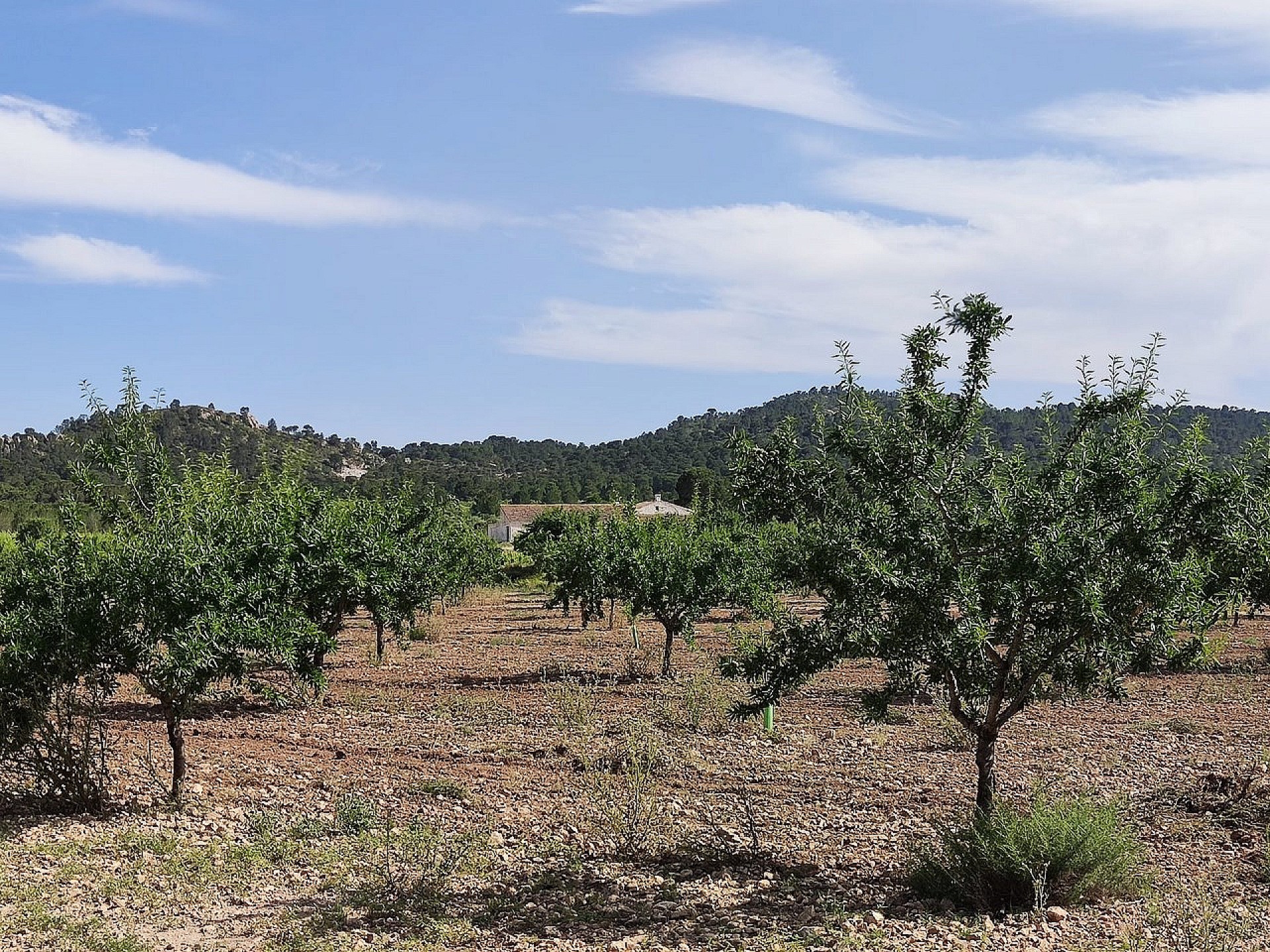 Sold - 5 Bedroom 1 Bathroom Country house in Yecla -  - Murcia