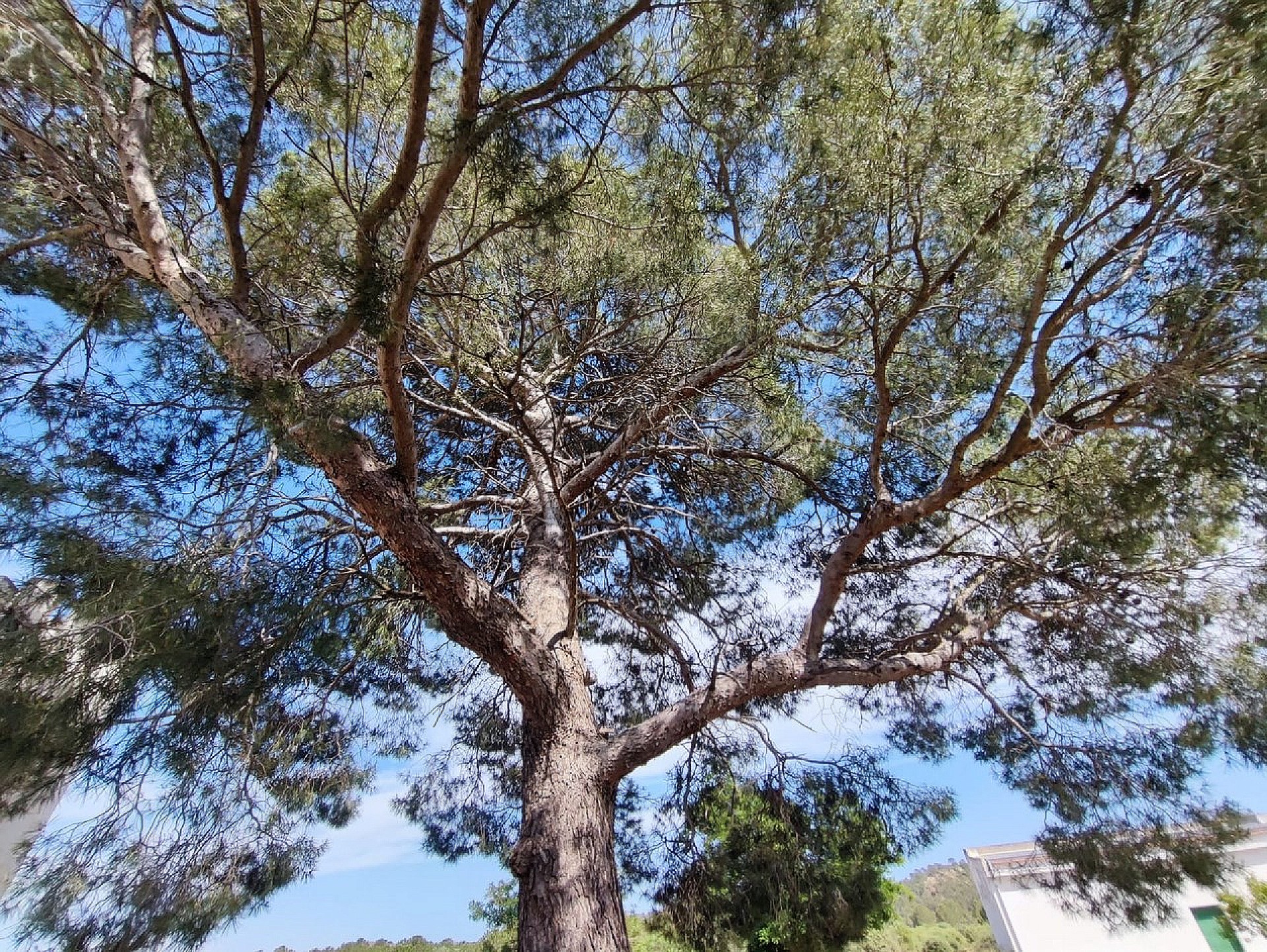 Sold - 5 Bedroom 1 Bathroom Country house in Yecla -  - Murcia