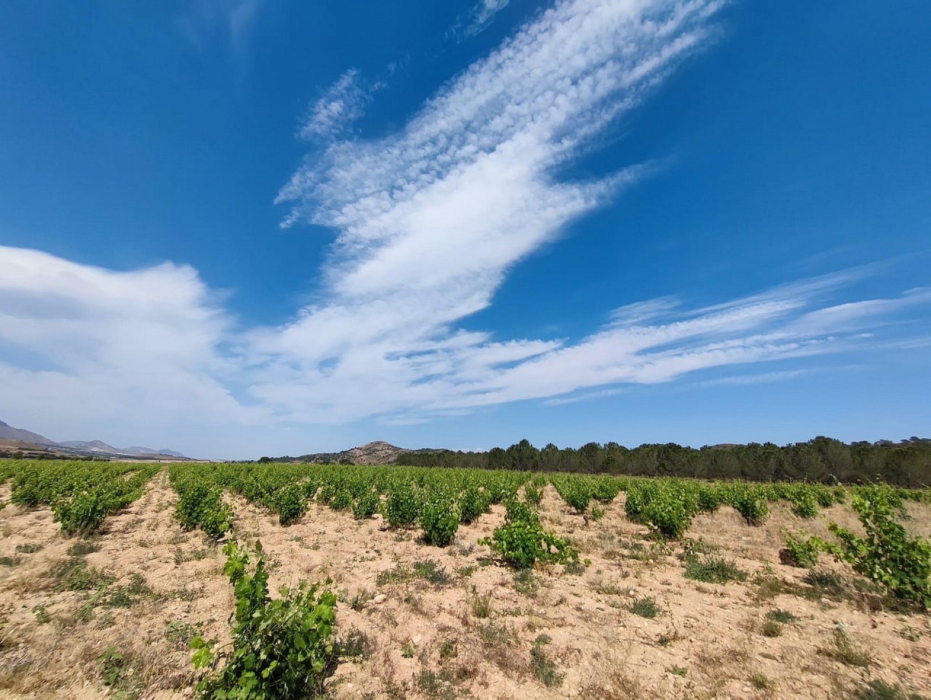 Sold - 5 Bedroom 1 Bathroom Country house in Yecla -  - Murcia