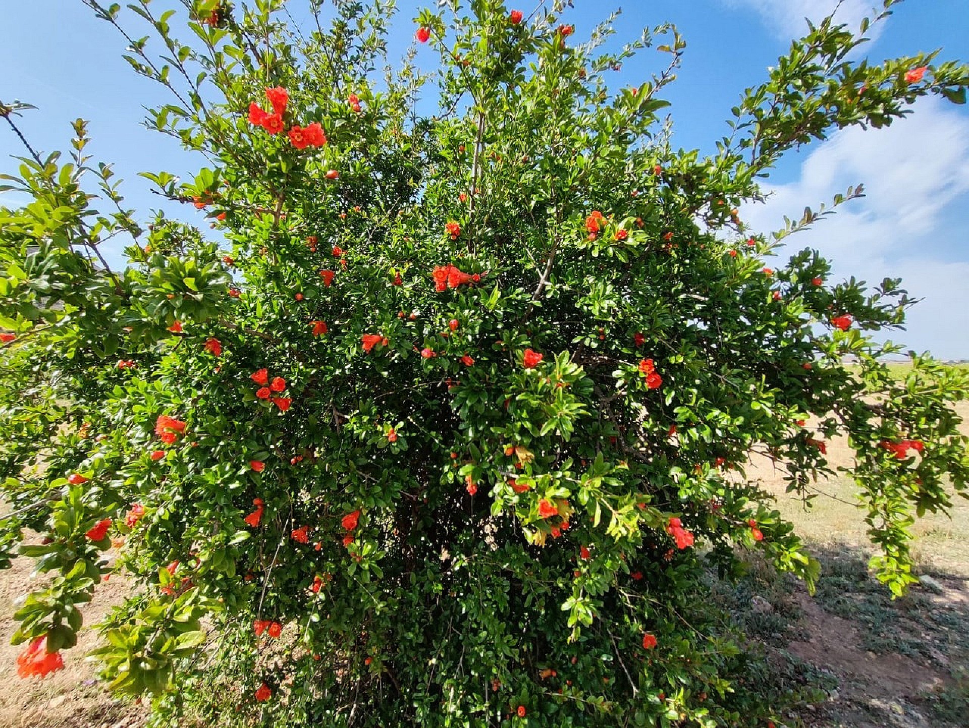 Sold - 5 Bedroom 1 Bathroom Country house in Yecla -  - Murcia