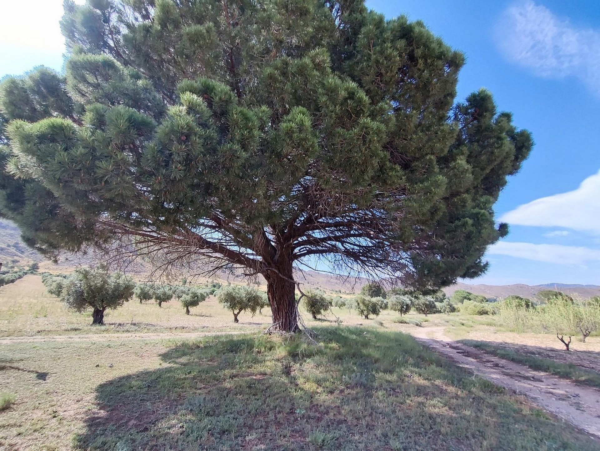 Sold - 5 Bedroom 1 Bathroom Country house in Yecla -  - Murcia