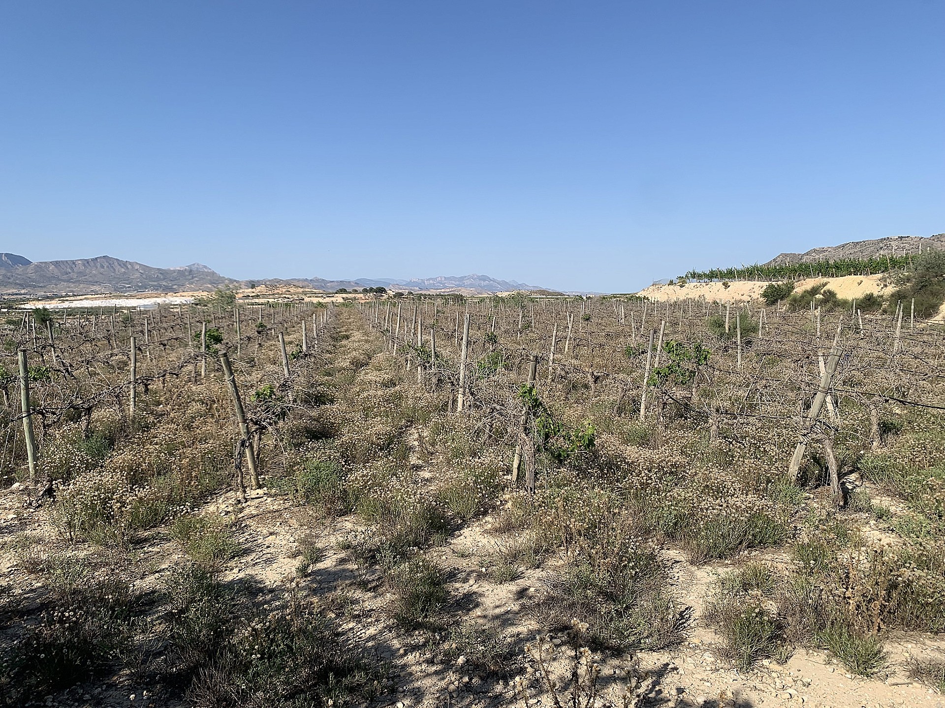 Resale - Land in Monforte Del Cid -  - Alicante