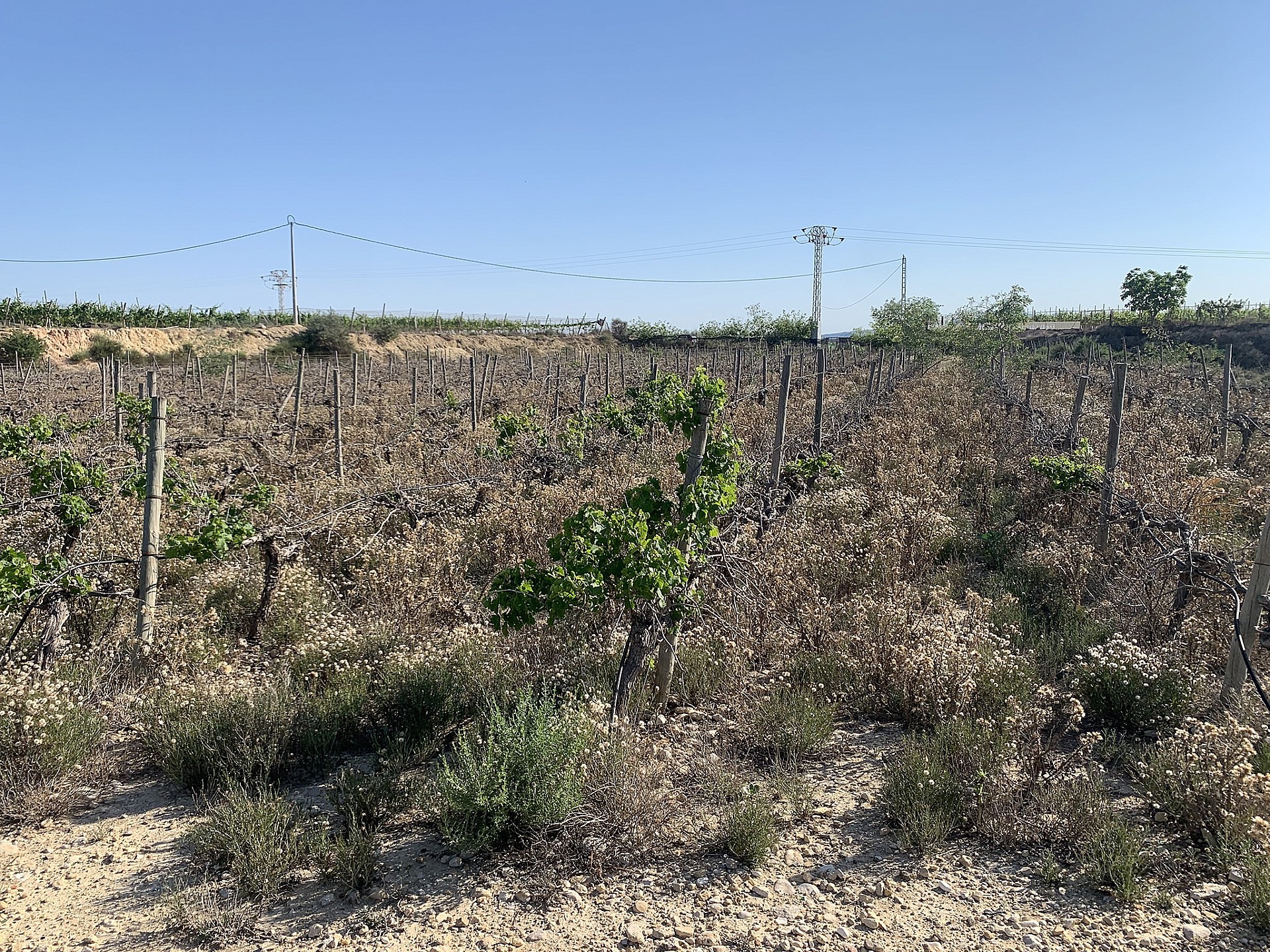 Resale - Land in Monforte Del Cid -  - Alicante