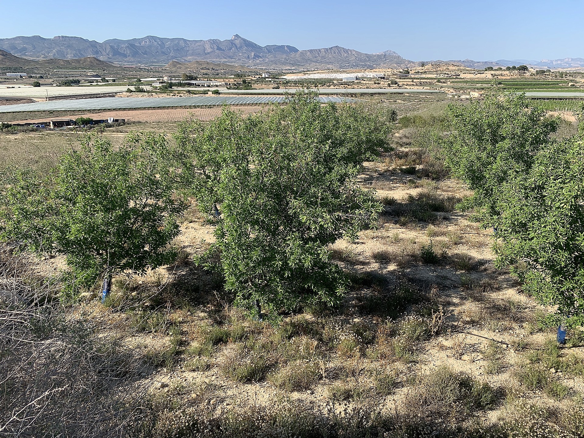 Resale - Land in Monforte Del Cid -  - Alicante