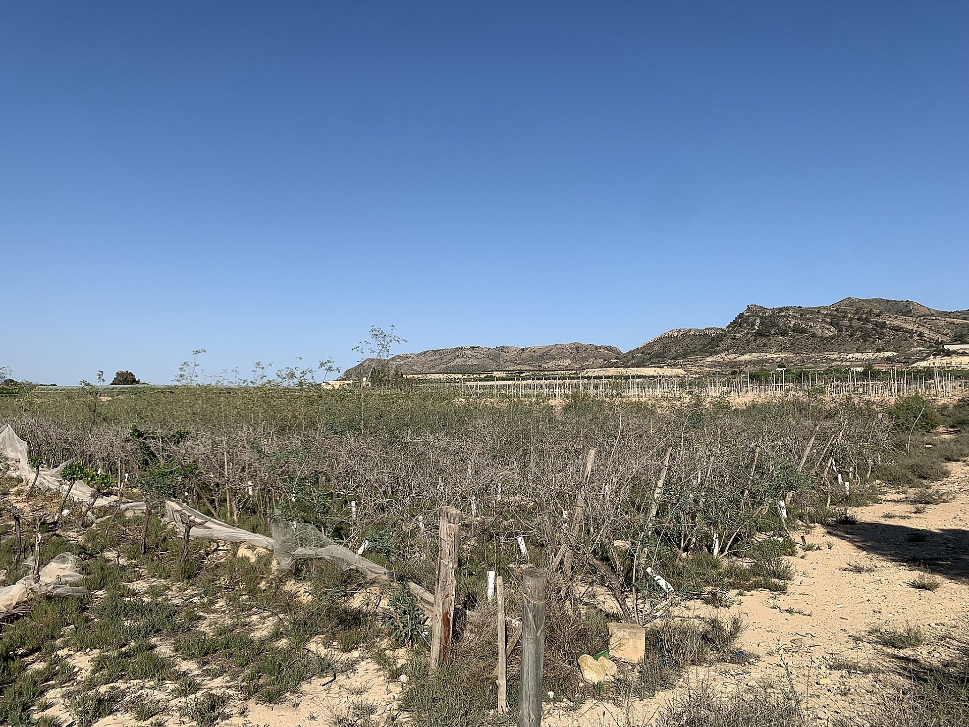 Land in Monforte Del Cid