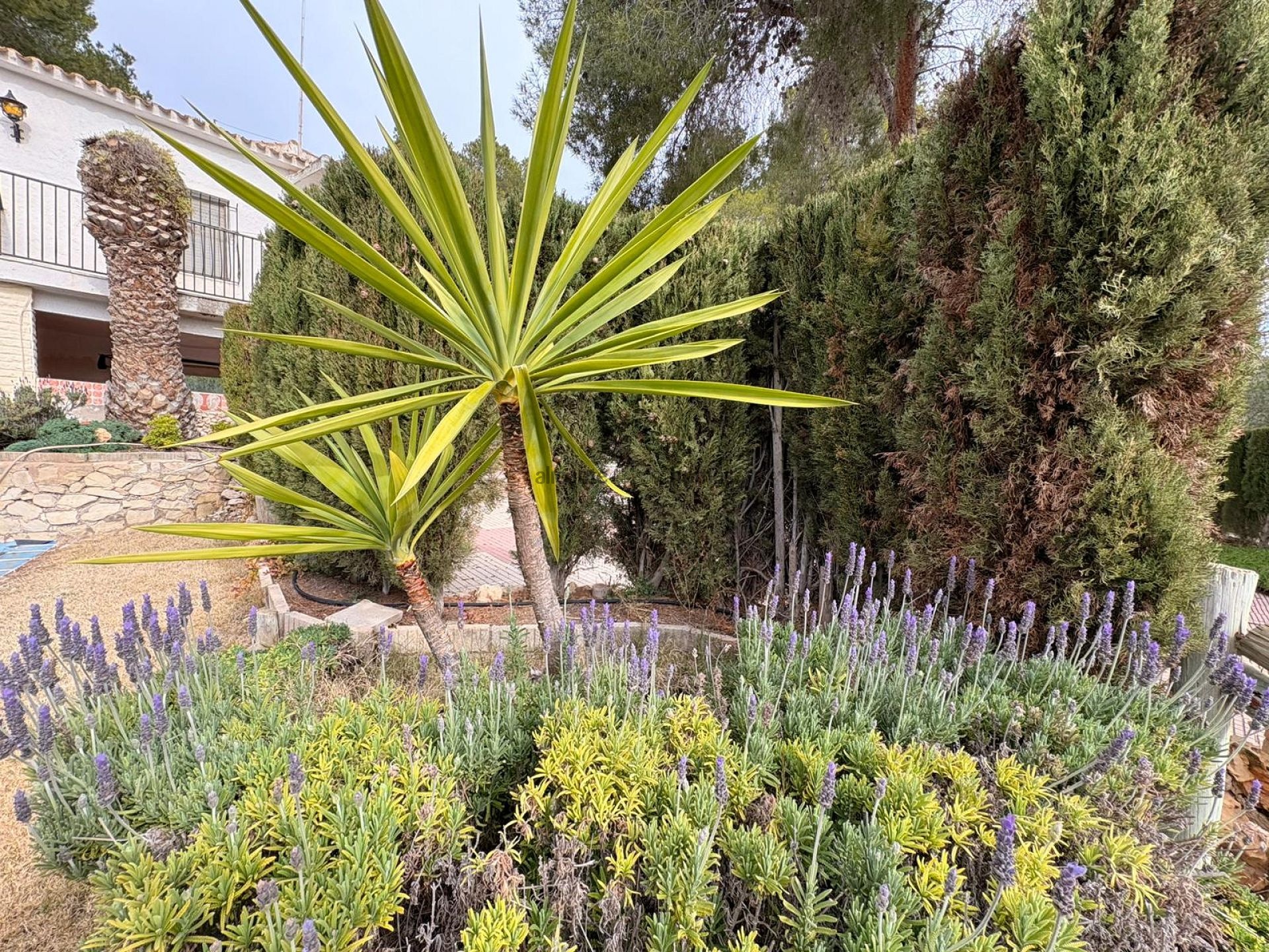 Resale - 4 Bedroom 2 Bathroom Villa in Sax -  - Alicante