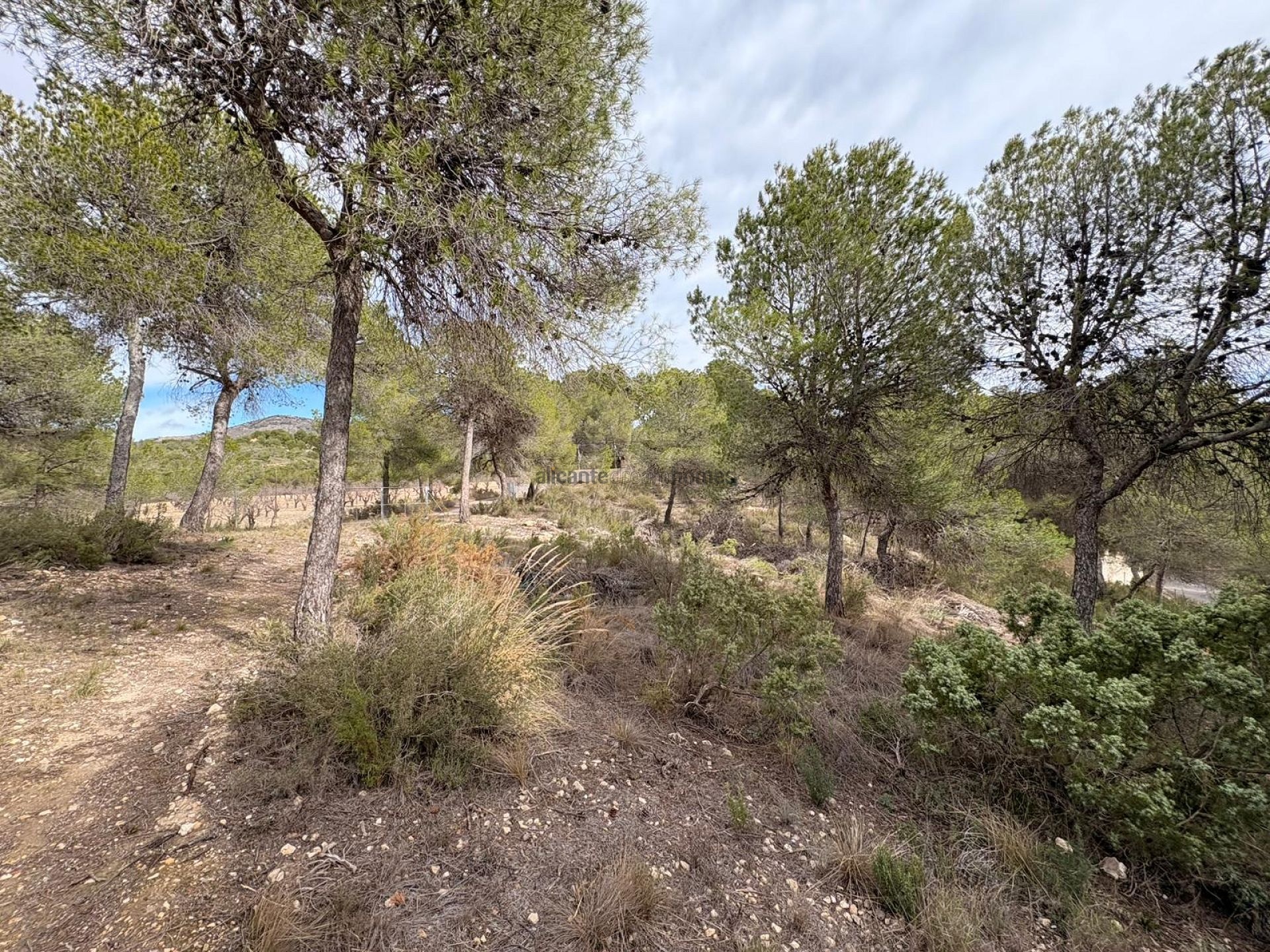 Resale - 4 Bedroom 2 Bathroom Villa in Sax -  - Alicante