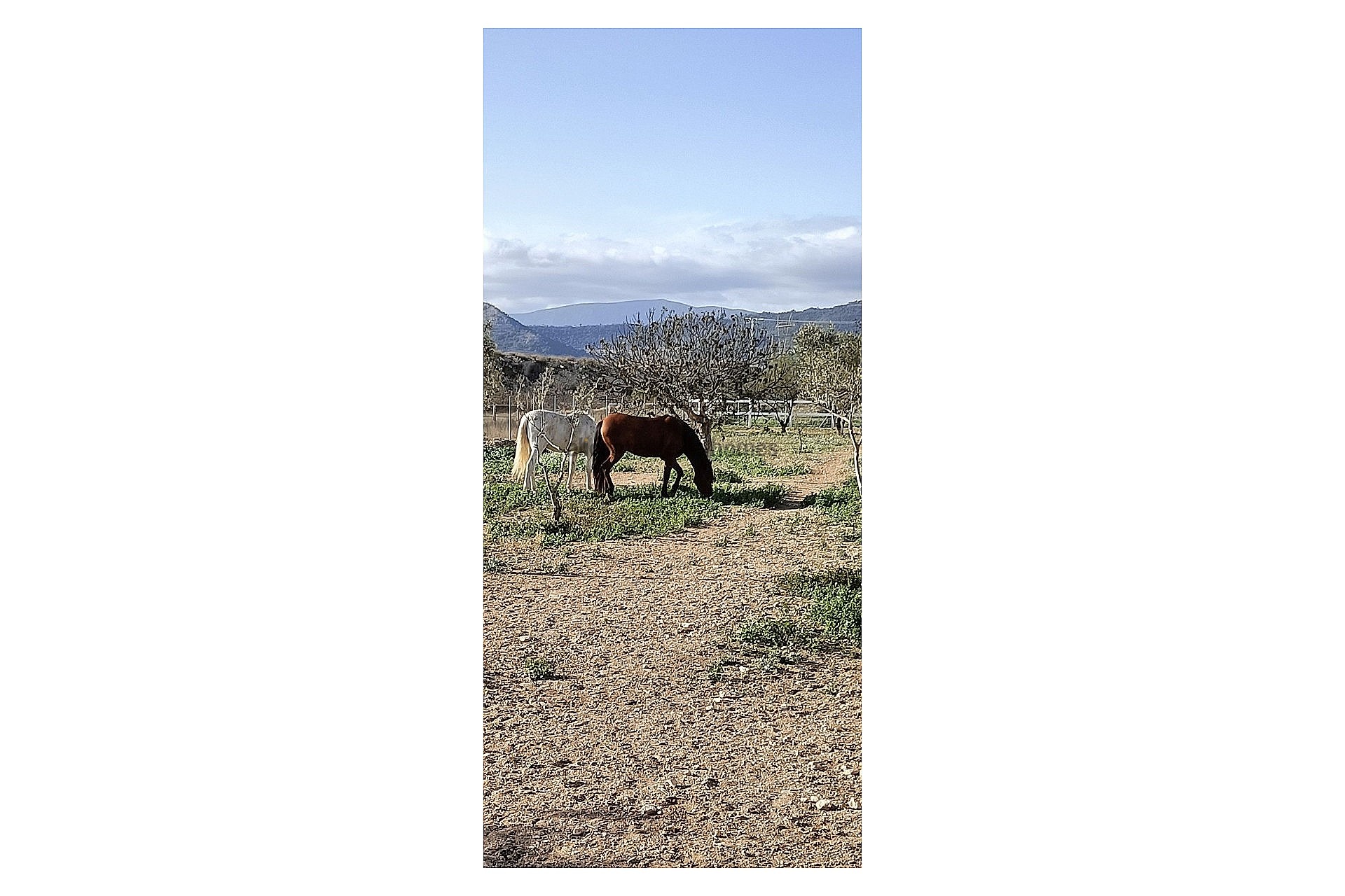 Sold - 3 Bedroom 1 Bathroom Country house in Monóvar -  - Alicante