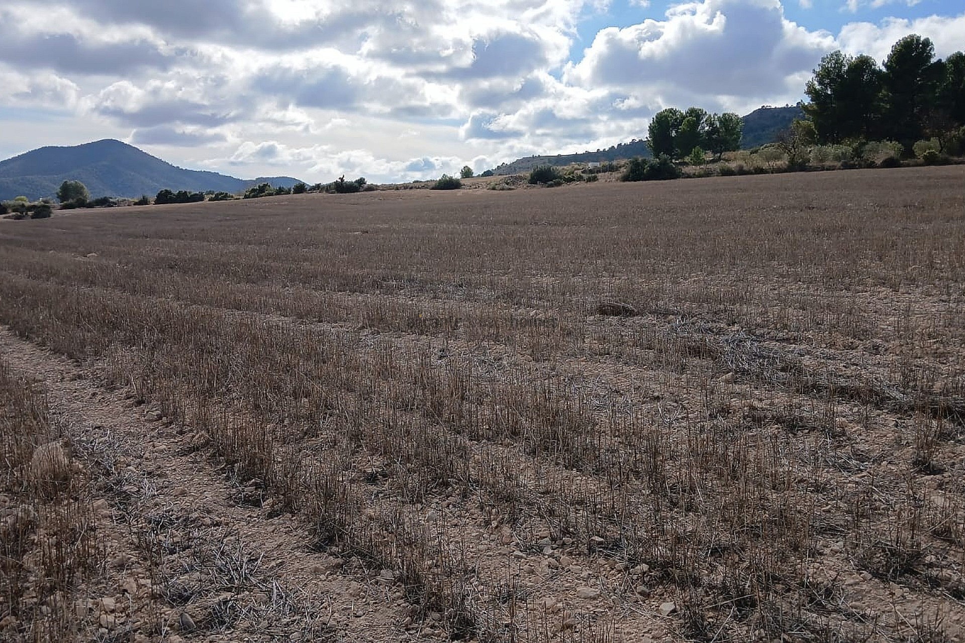 Resale - Land in Yecla -  - Murcia