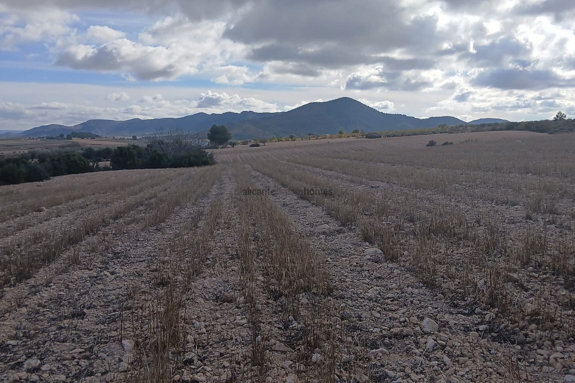 Resale - Land in Yecla -  - Murcia