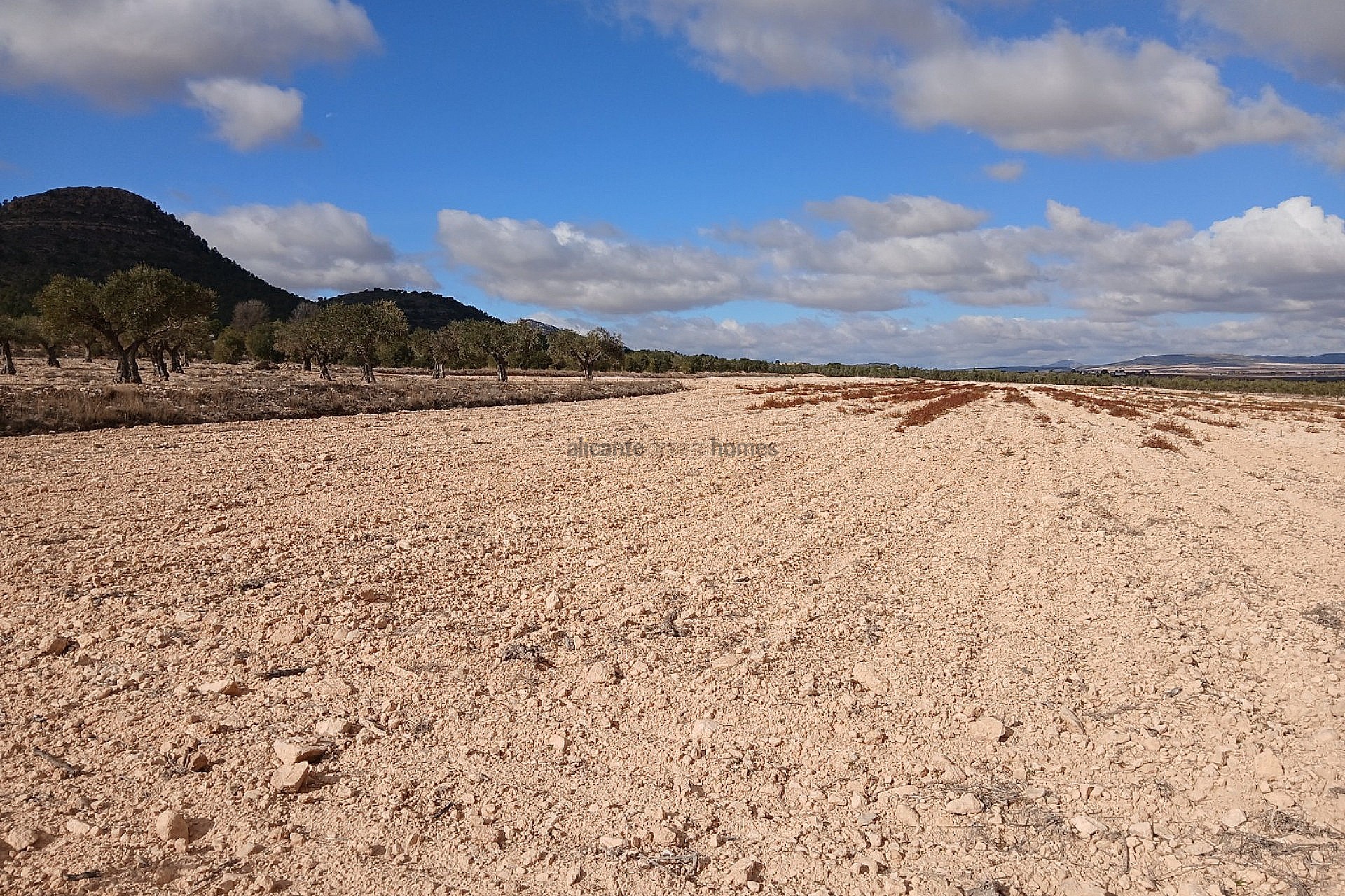 Resale - Land in Yecla -  - Murcia