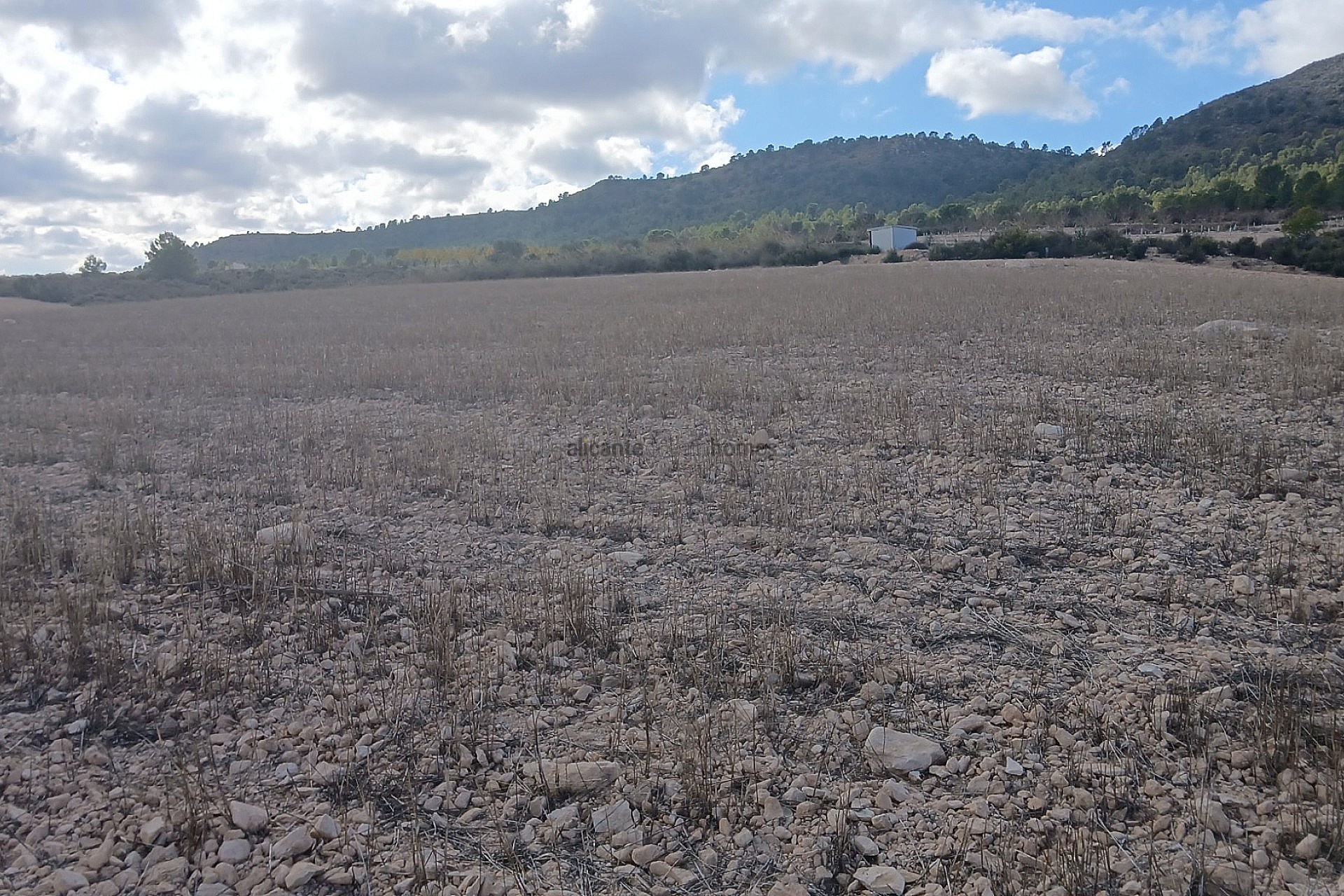 Resale - Land in Yecla -  - Murcia