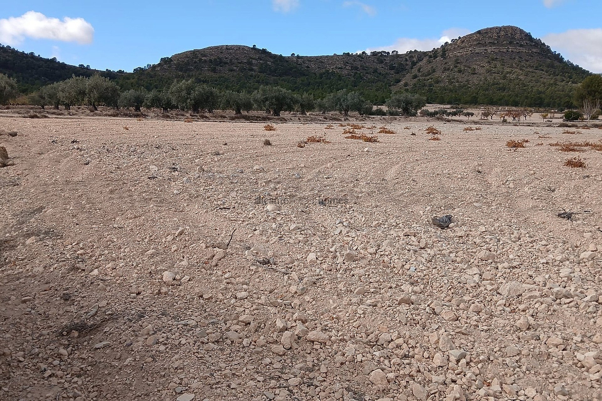 Resale - Land in Yecla -  - Murcia