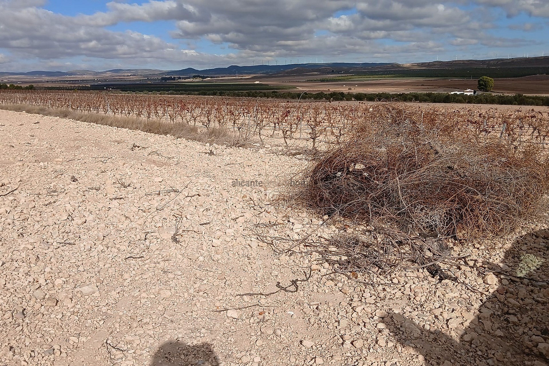 Resale - Land in Yecla -  - Murcia