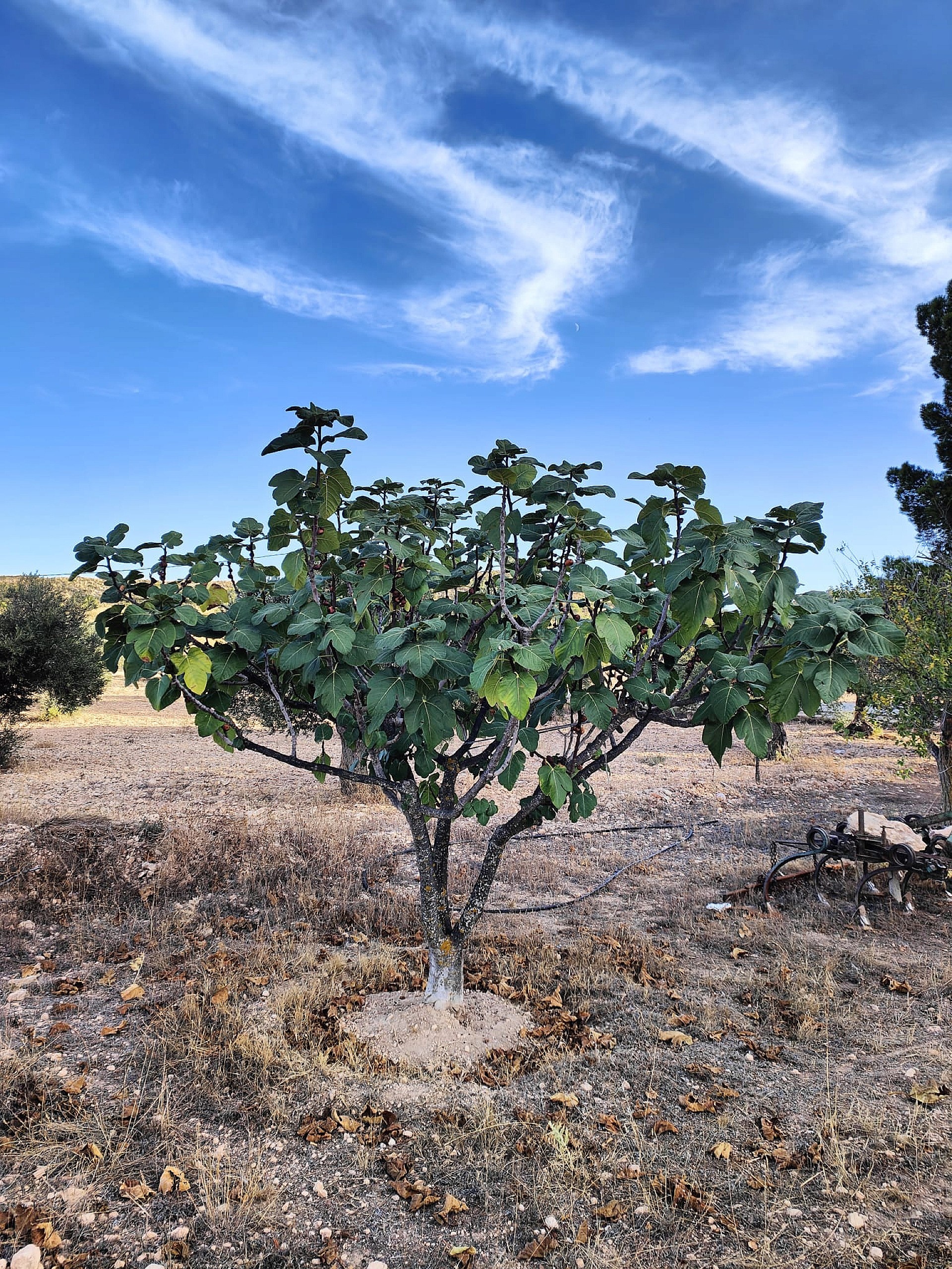 Resale - 3 Bedroom 1 Bathroom Country house in Yecla -  - Murcia
