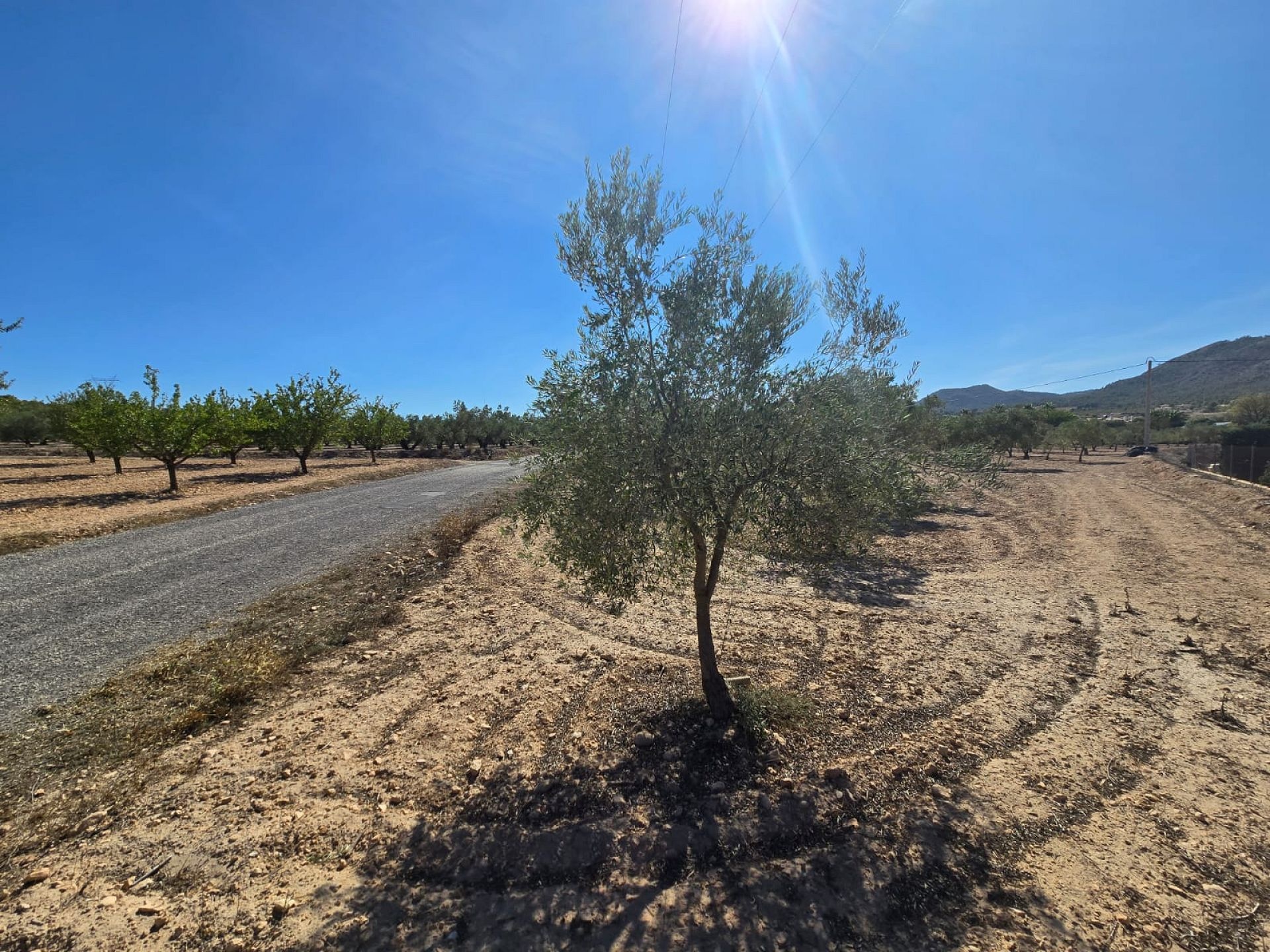 Resale - Land in Salinas -  - Alicante