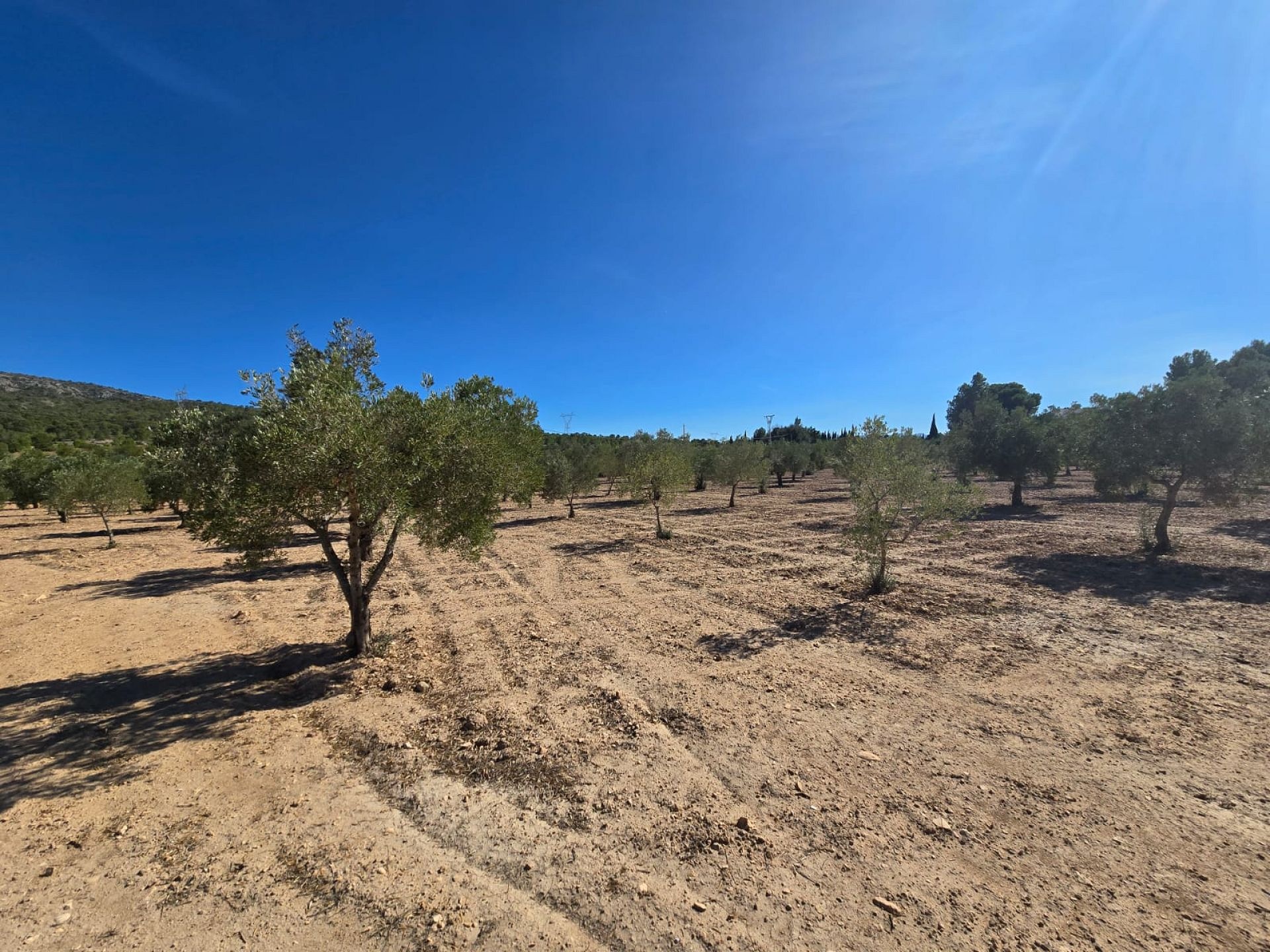 Resale - Land in Salinas -  - Alicante