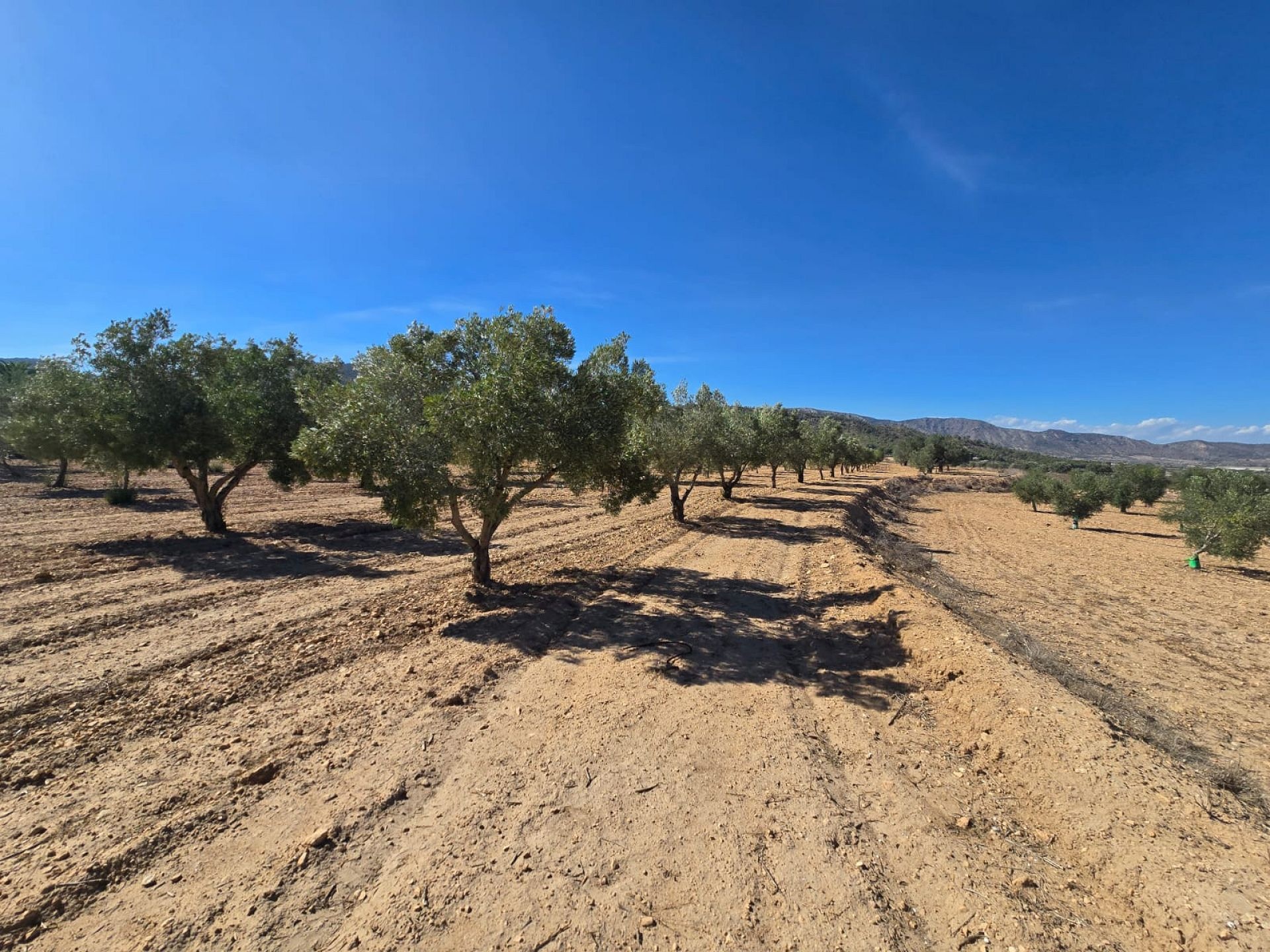 Resale - Land in Salinas -  - Alicante