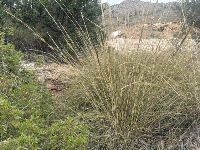 Resale - Land in La Romana - , La Romana, Alicante, Spain - Alicante