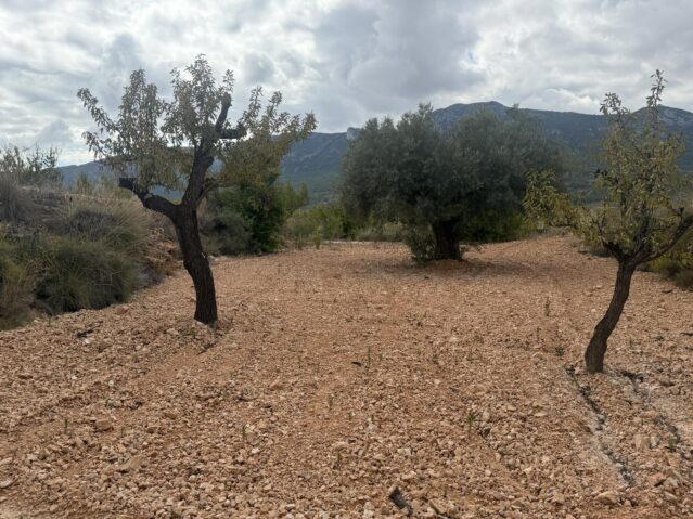 Resale - Land in La Romana - , La Romana, Alicante, Spain - Alicante