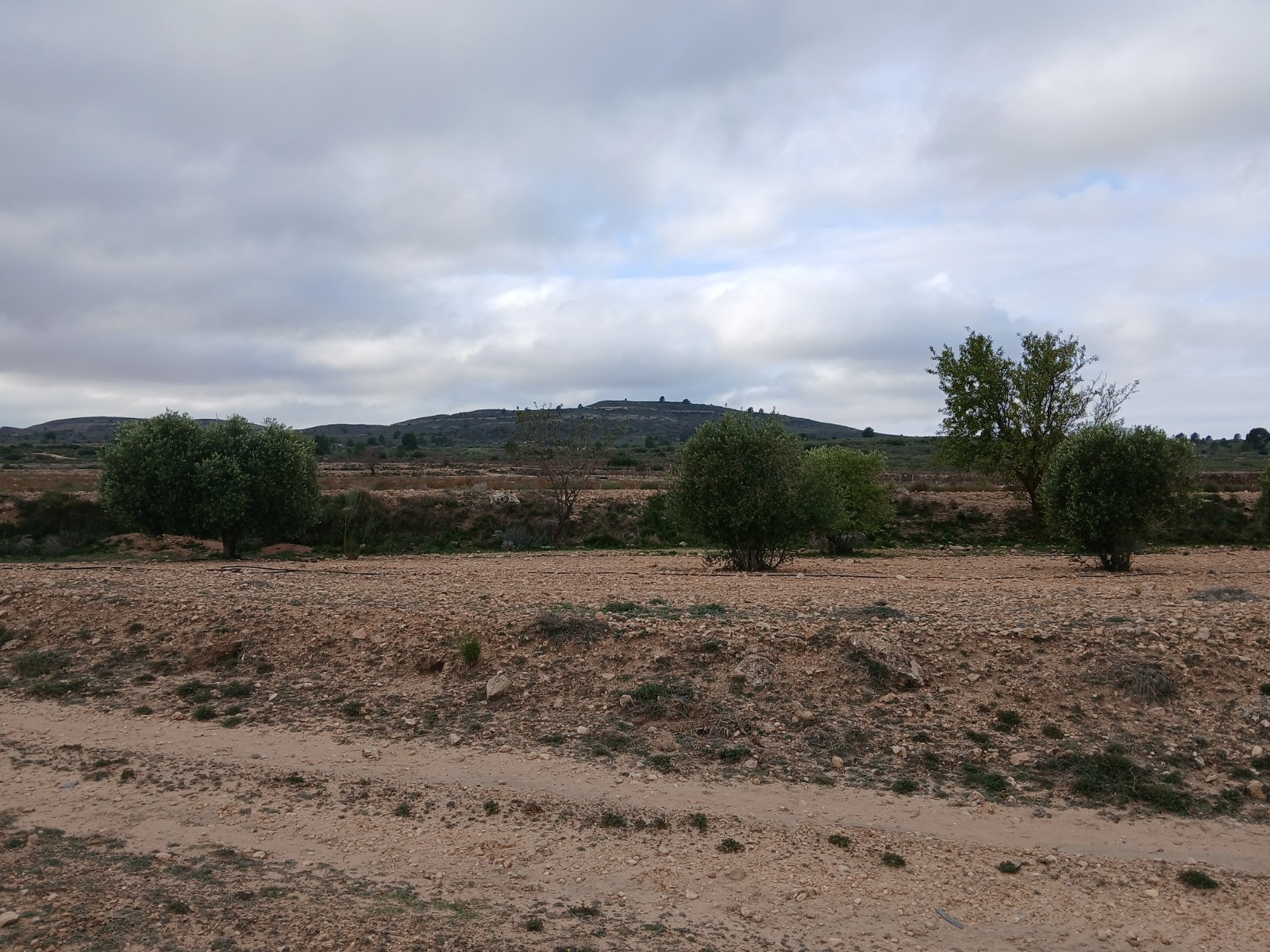 Resale - Land in Yecla -  - Murcia