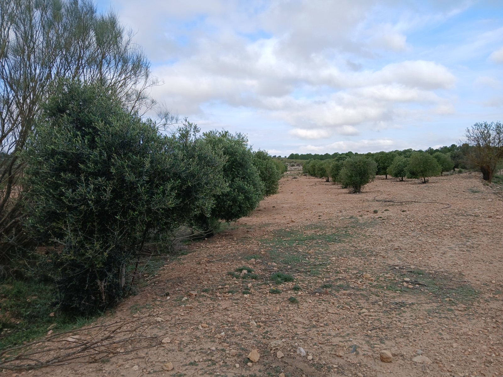 Resale - Land in Yecla -  - Murcia