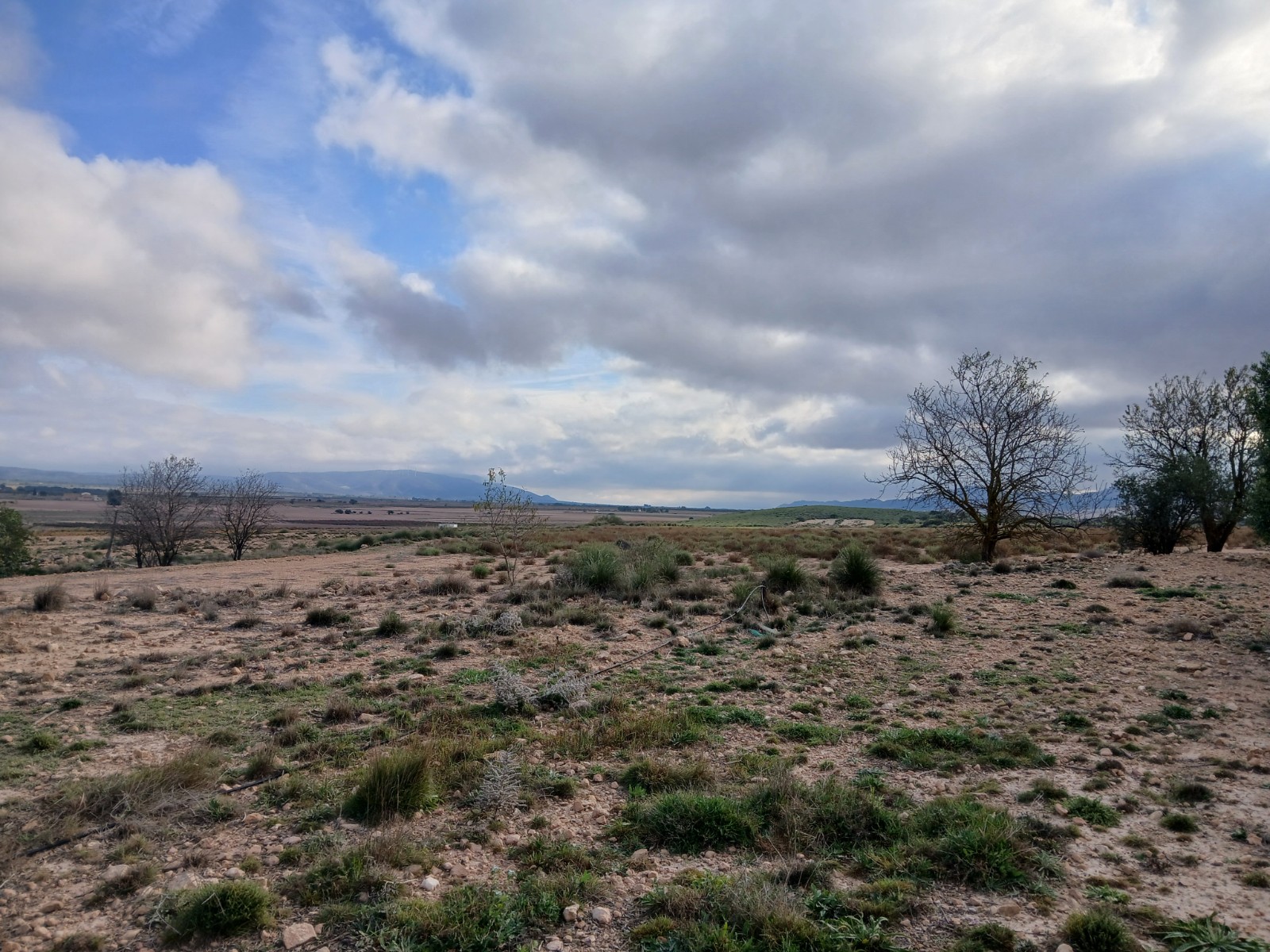 Resale - Land in Yecla -  - Murcia