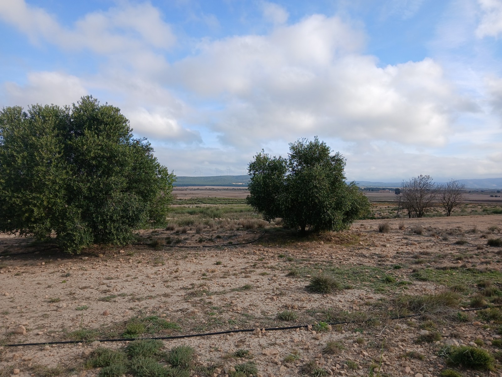 Resale - Land in Yecla -  - Murcia