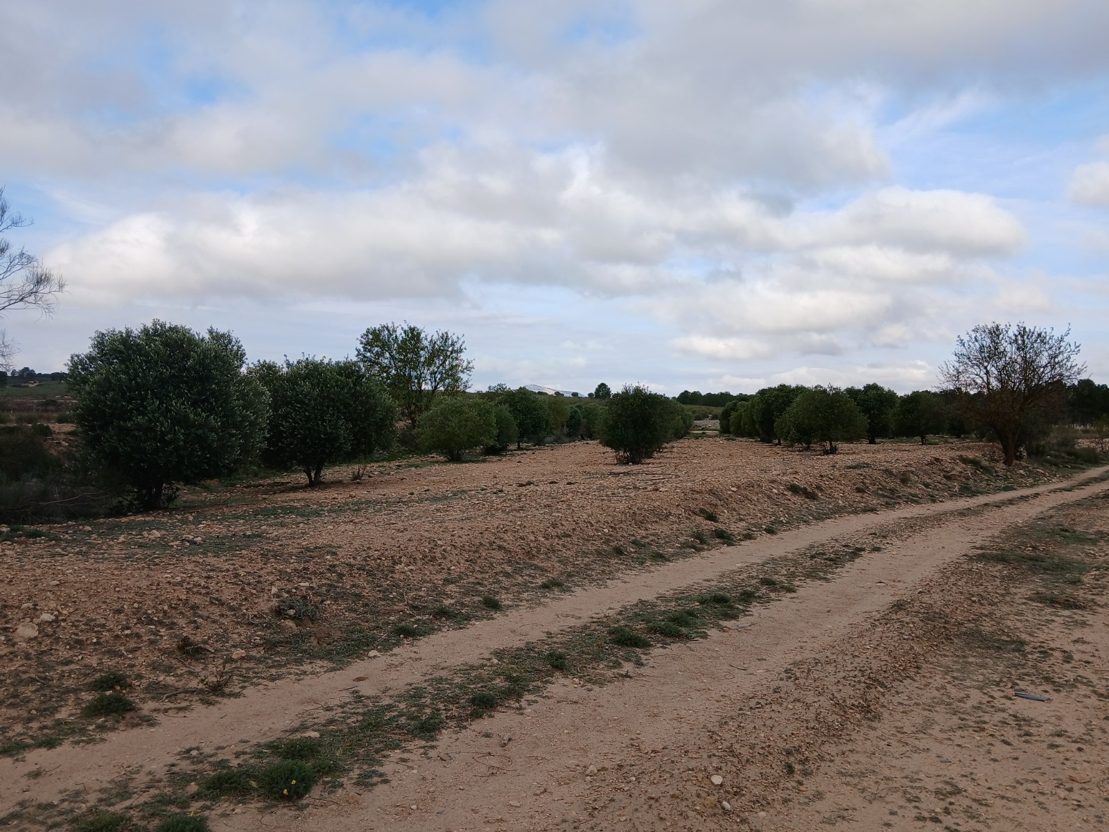 Resale - Land in Yecla -  - Murcia