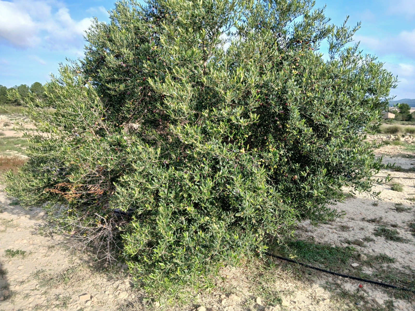 Resale - Land in Yecla -  - Murcia