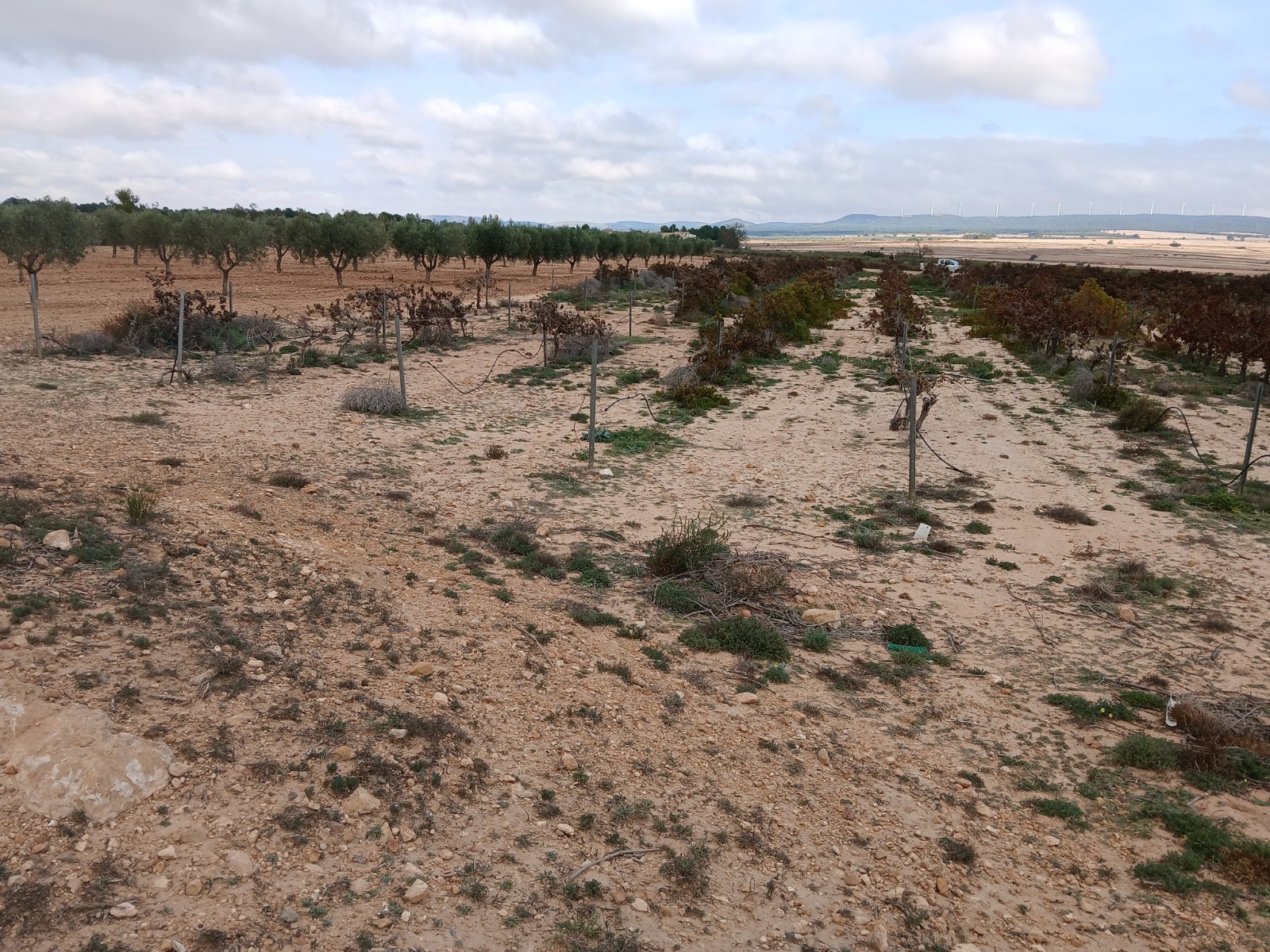 Resale - Land in Yecla -  - Murcia