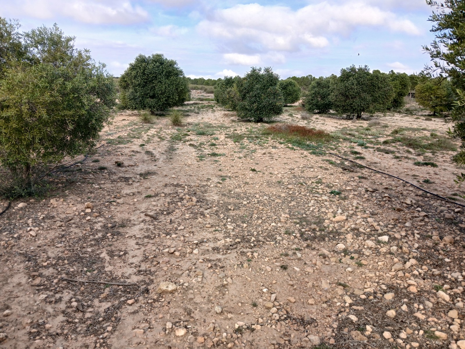 Resale - Land in Yecla -  - Murcia