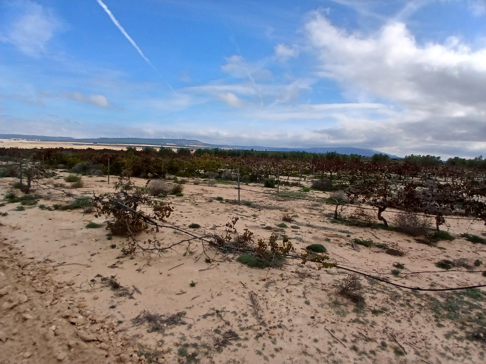 Resale - Land in Yecla -  - Murcia