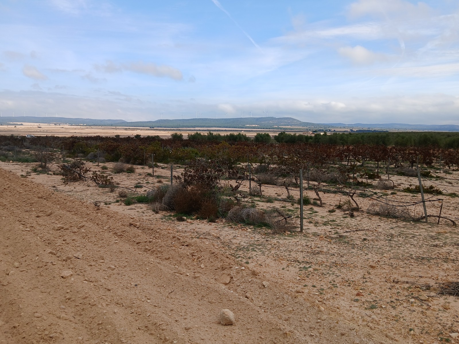 Resale - Land in Yecla -  - Murcia