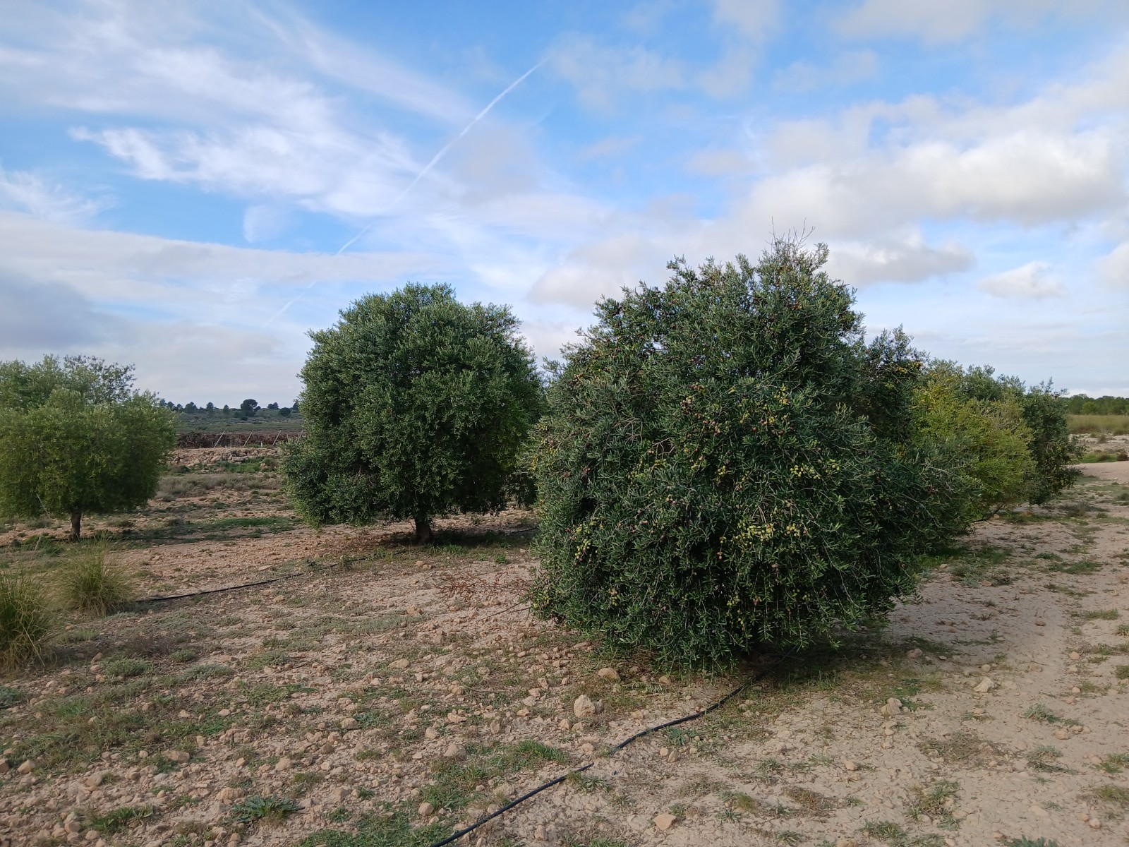 Resale - Land in Yecla -  - Murcia