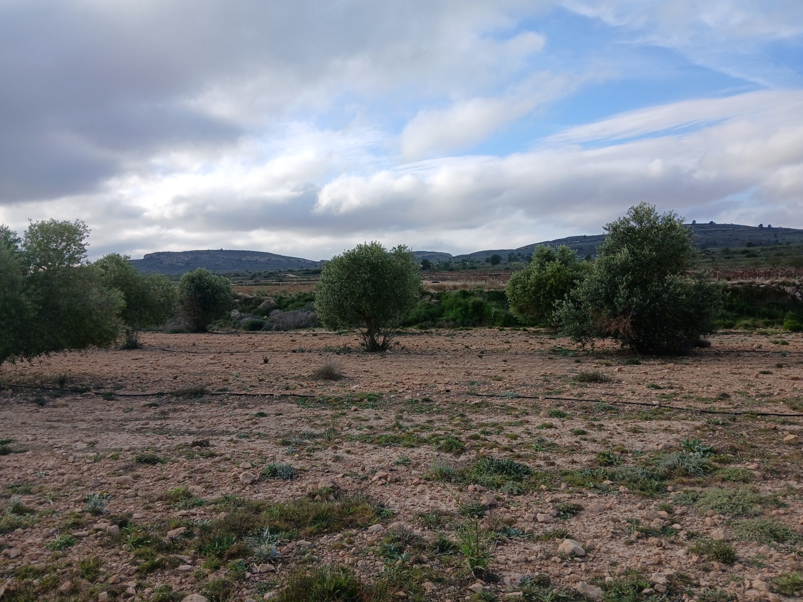 Resale - Land in Yecla -  - Murcia