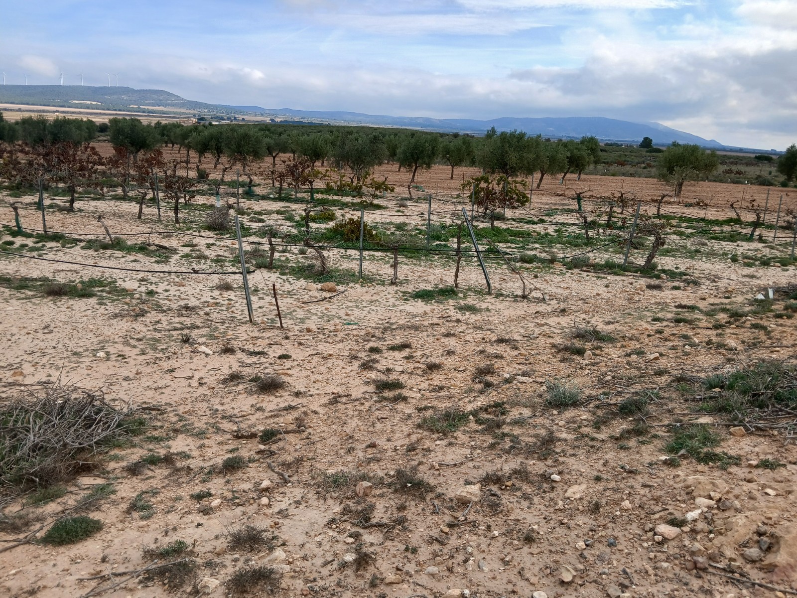 Resale - Land in Yecla -  - Murcia