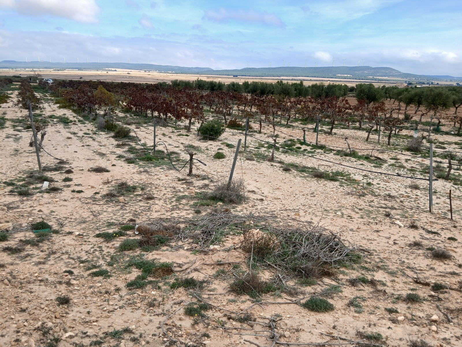 Resale - Land in Yecla -  - Murcia