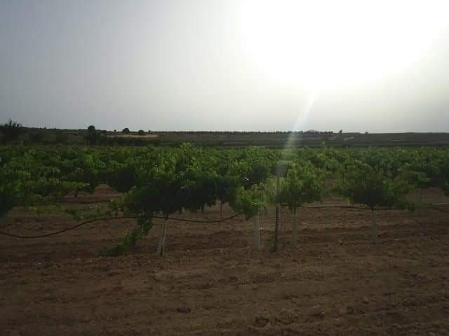 Resale - Land in Yecla -  - Murcia
