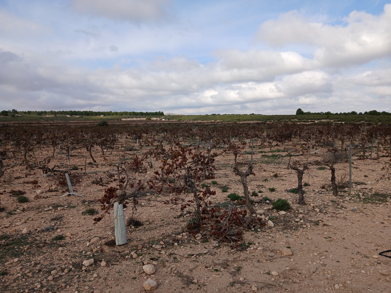 Resale - Land in Yecla -  - Murcia